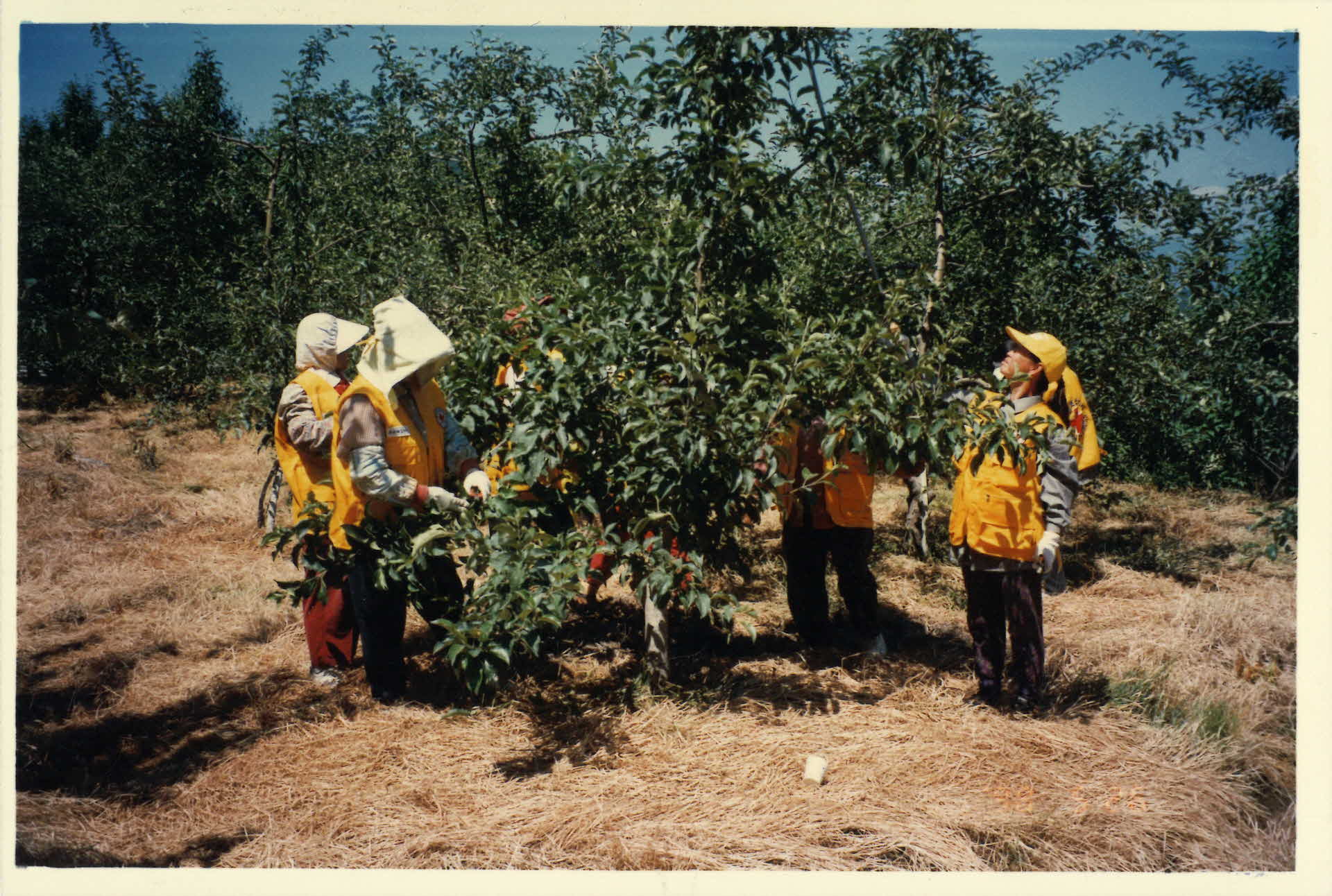 순흥 적십자 과수원 봉사 사진