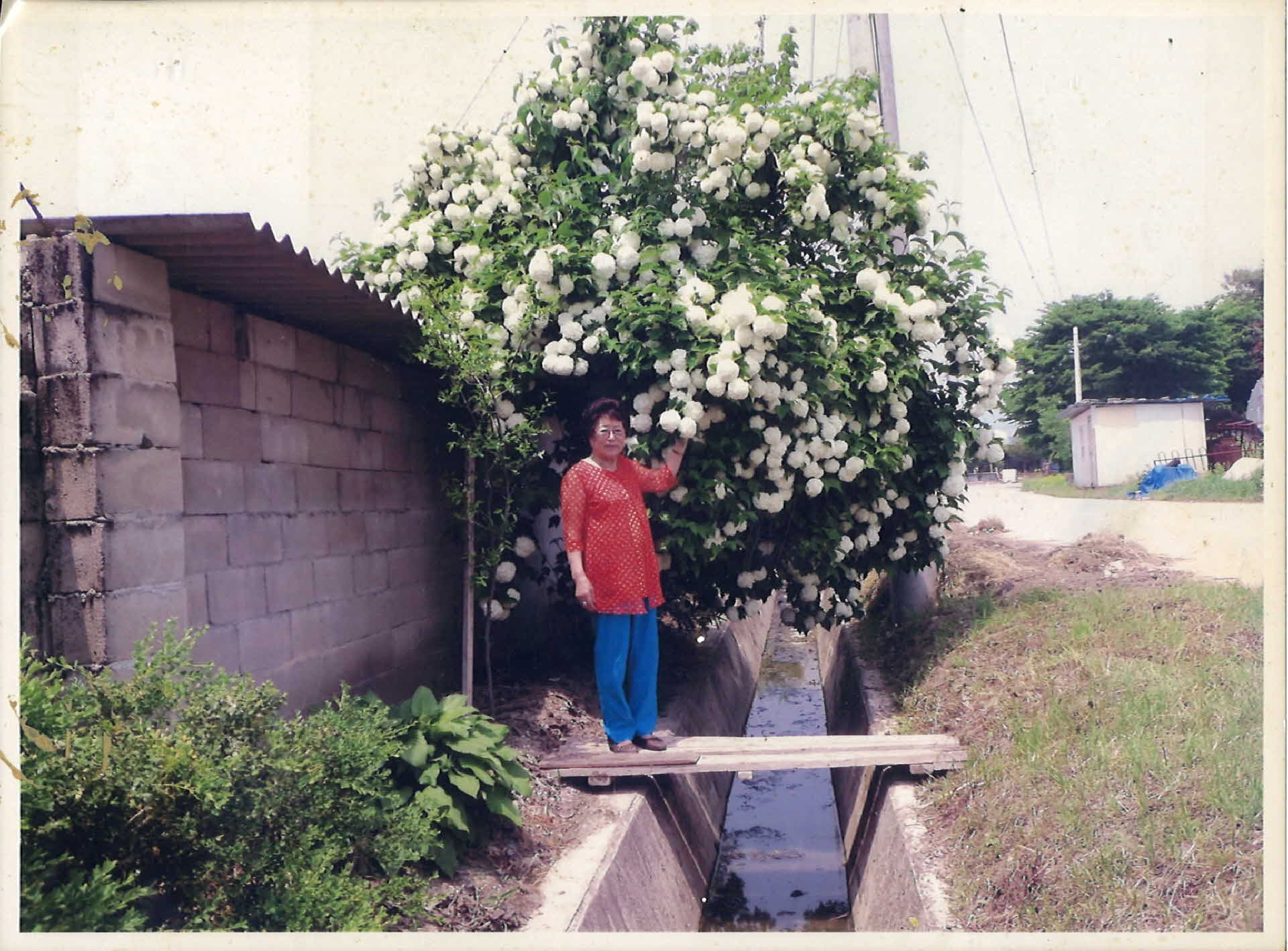 생활사진-영주자택, 수국 1