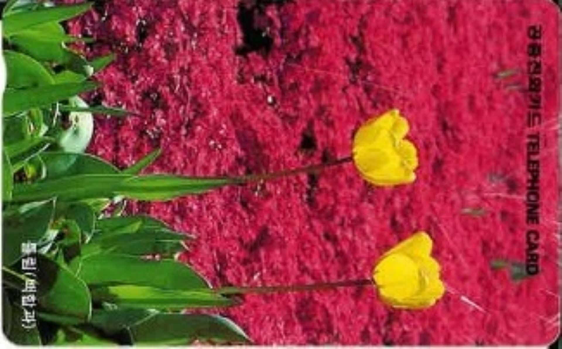 공중전화카드- 튤립(백합과)