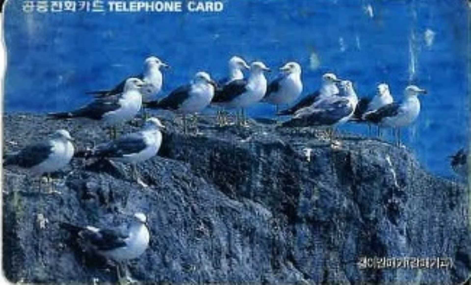 공중전화카드- 괭이갈매기(갈매기과)