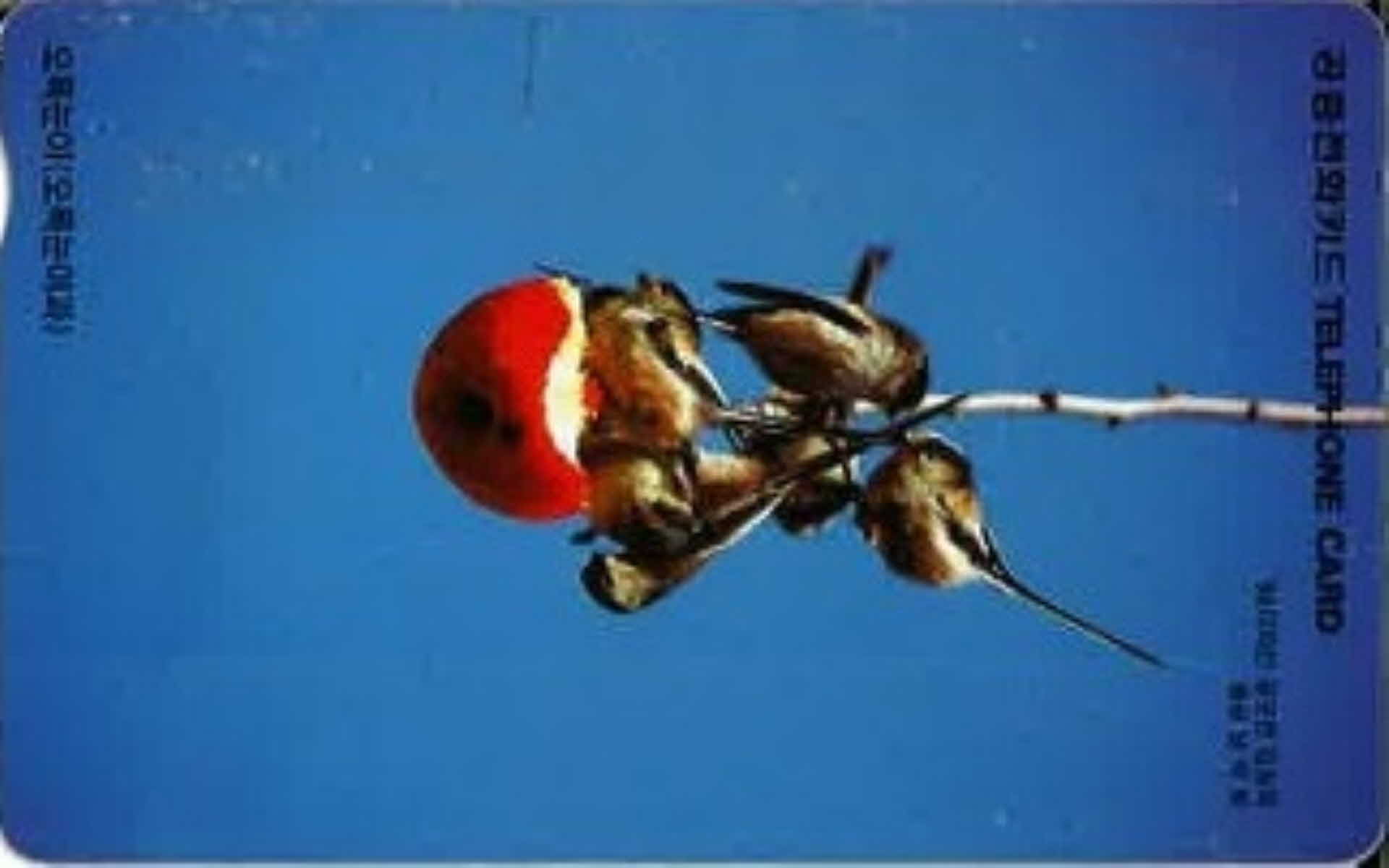 공중전화카드- 오목눈이(오목눈이과)