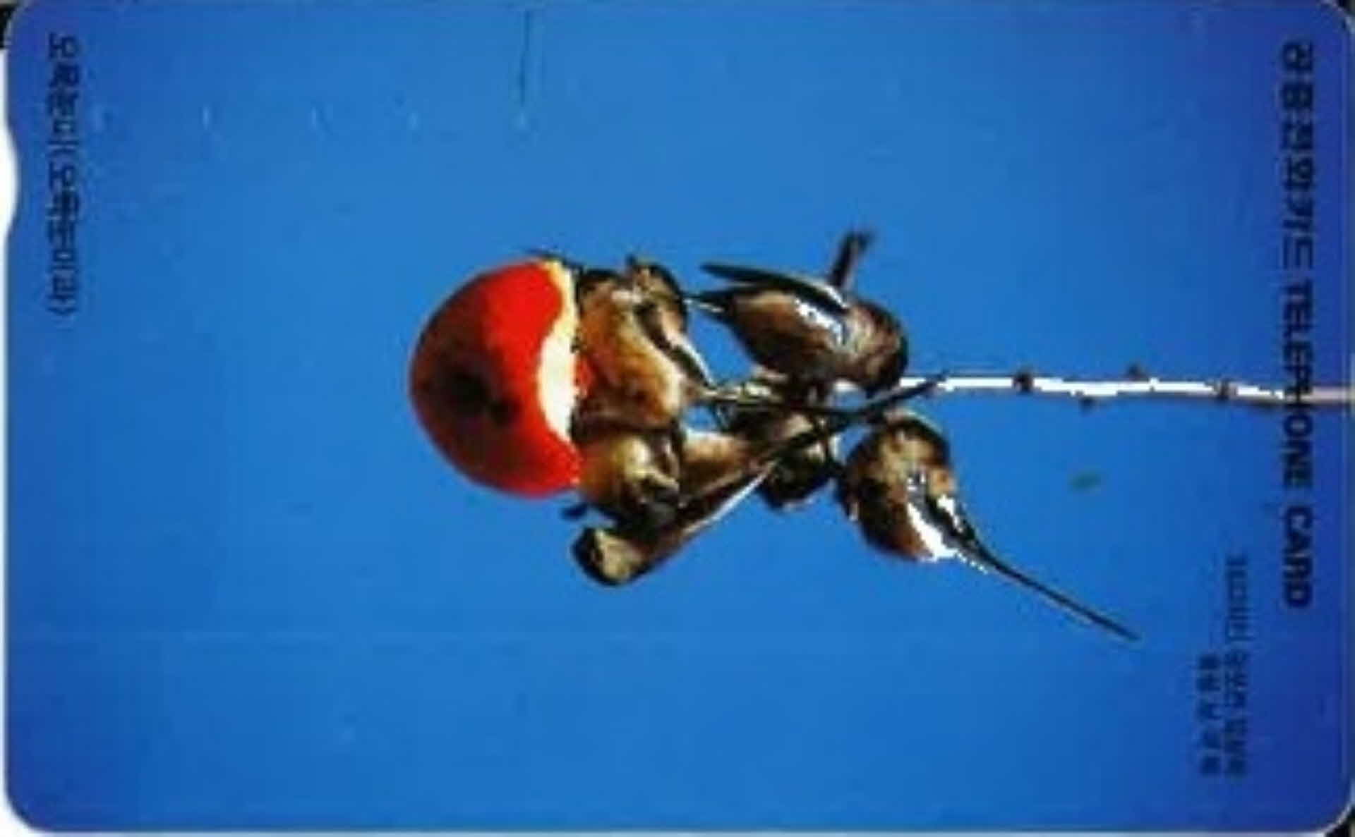 공중전화카드- 오목눈이(오목눈이과)