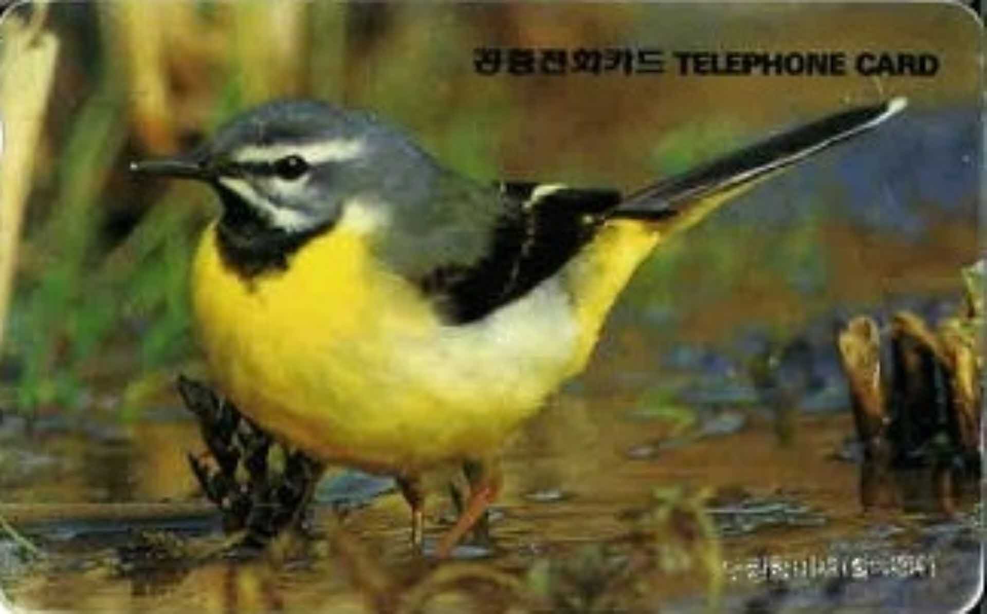 공중전화카드- 노랑할미새(할미새과)