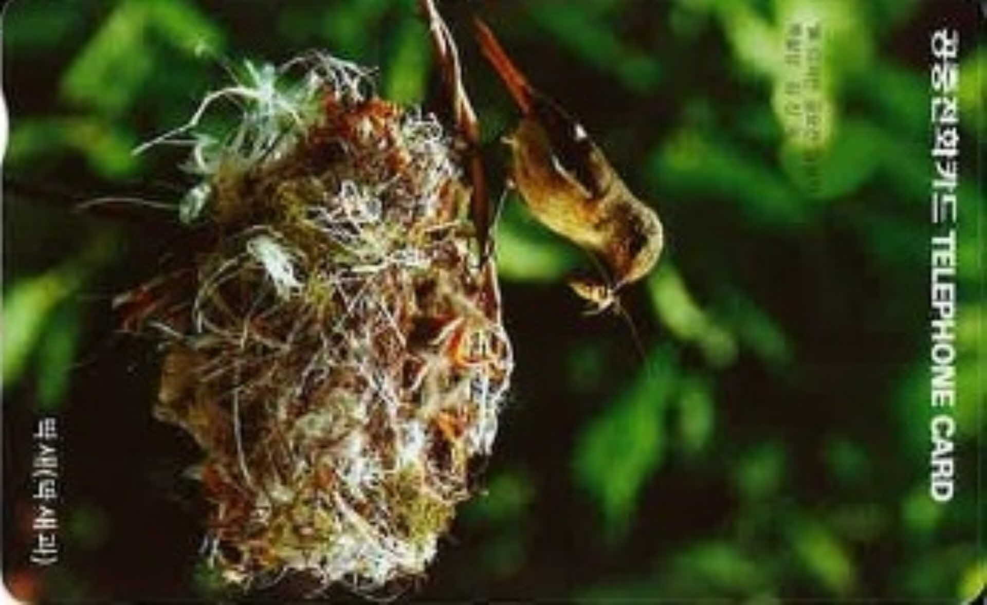 공중전화카드- 딱새(딱새과)