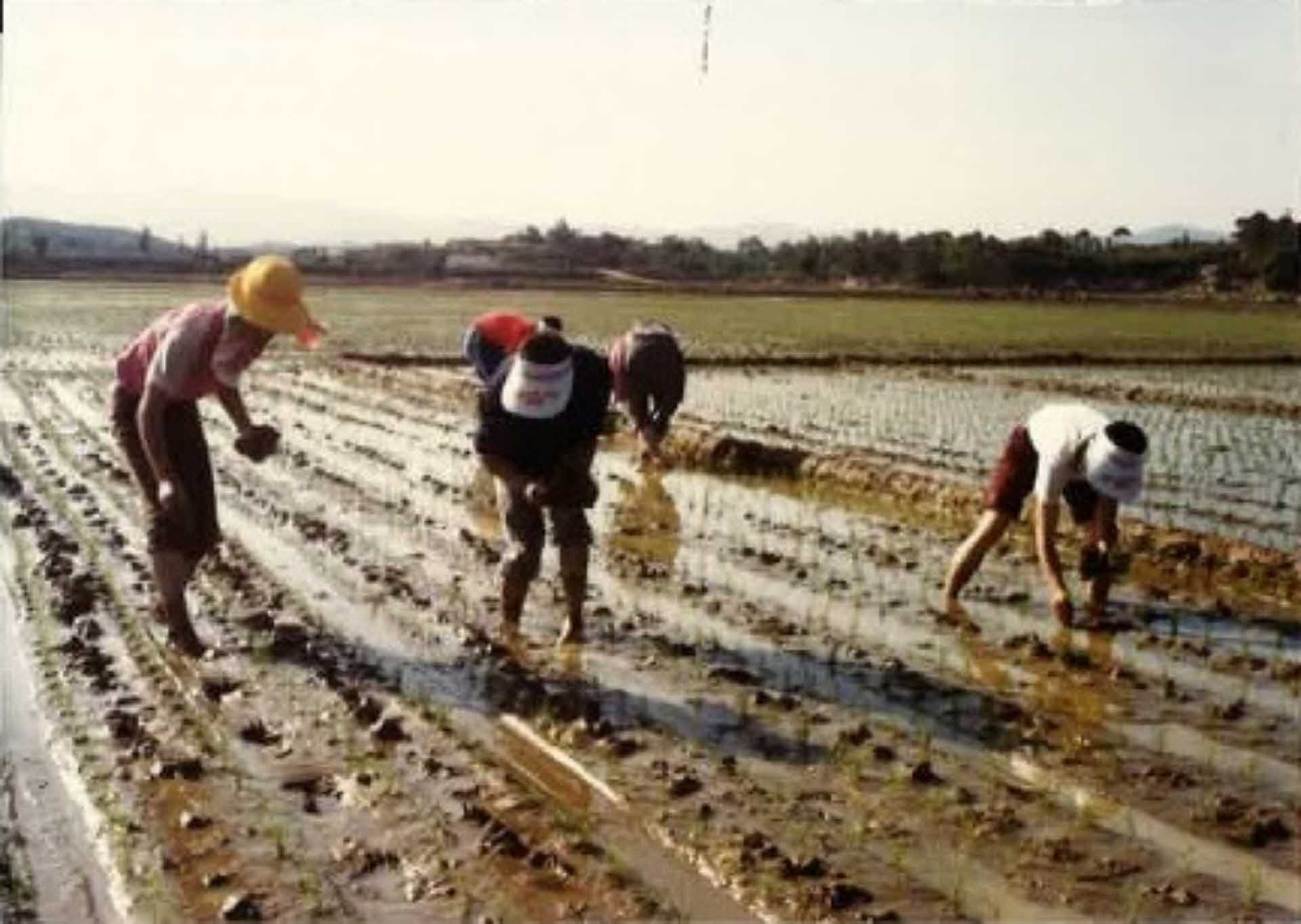 이산면 석포리 모내기 사진
