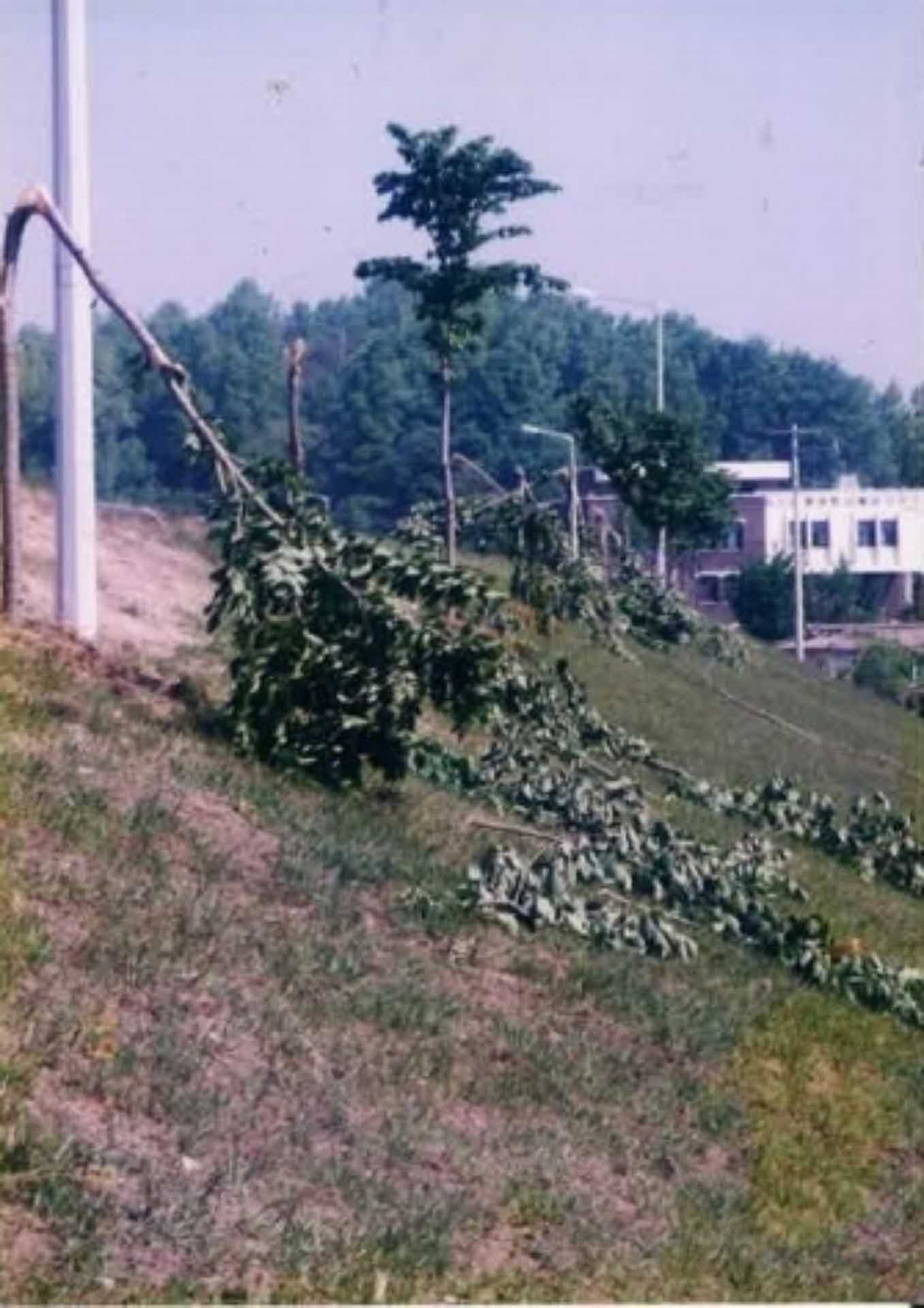 수목쓰러진 사진