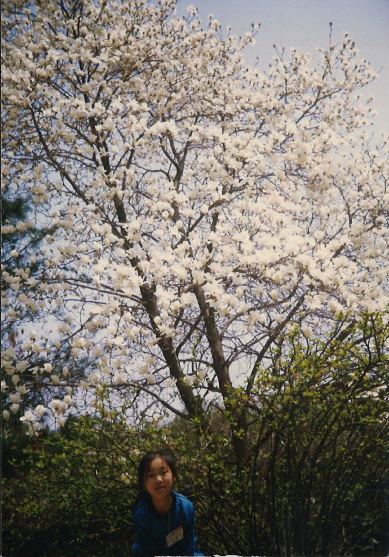 벚꽃아래 개인사진